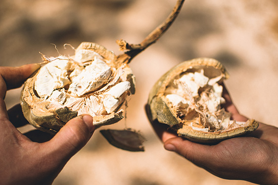 Baobab – Superfood und Körperpflege in einem