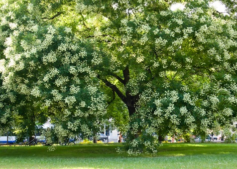 Rutin EP –Bioflavonoid gewonnen aus den Blüten der Sophora japonica